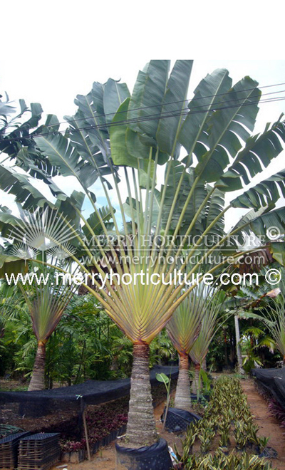 Ravenala madascarensis (Travellers palm)